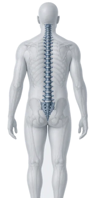 Ilustração anatômica de um corpo visto de costas, com a coluna vertebral visível da região cervical até o sacro.