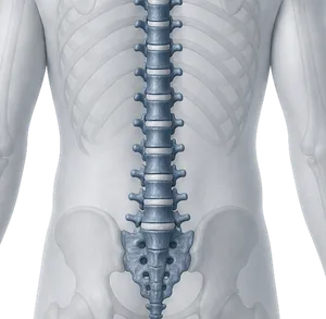 Ilustração aproximada da coluna lombar vista de costas, com as cinco vértebras lombares, os discos entre elas e o sacro.